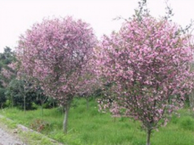 雪花雞排
