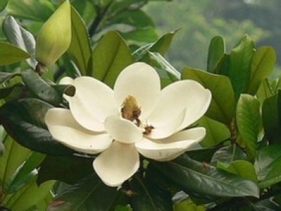 原味雞柳條